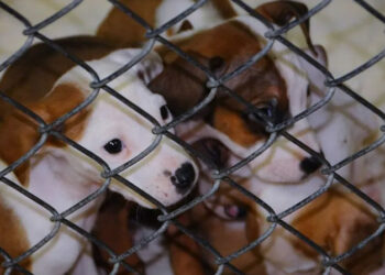 പട്ടിയിറച്ചിയുടെ വില്പനയും ഉപഭോഗവും നിരോധിക്കുന്ന ബിൽ പാസാക്കി ദക്ഷിണ കൊറിയ ; നിയമം പ്രാബല്യത്തിൽ വരിക 2027ൽ