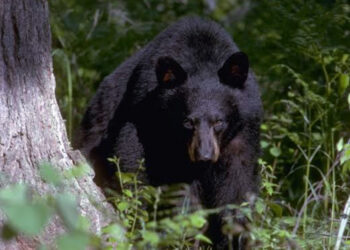 പെരിയാർ കടുവ സങ്കേതത്തിൽ കരടിയുടെ ആക്രമണം ; ഒരാൾക്ക് ഗുരുതര പരിക്ക്