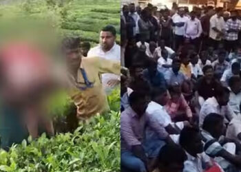 മൂന്ന് വയസ്സുകാരിയെ കൊന്ന പുലിയെ മയക്കുവെടിവച്ച് പിടികൂടി