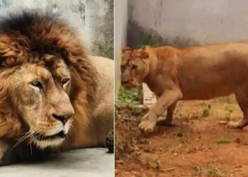 ത്രിപുരയിൽ നിന്ന് അയച്ചത് രാമനെ, ബംഗാളിലെത്തിയപ്പോൾ അക്ബറായി; സിംഹങ്ങളുടെ കാര്യത്തിൽ എന്താണ് സംഭവിച്ചതെന്ന് അറിയില്ലെന്ന് മൃഗശാല ജീവനക്കാരൻ