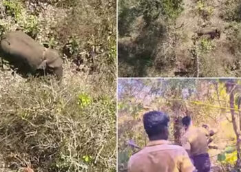 വീണ്ടും ജനവാസമേഖലയിലേക്കിറങ്ങി പേടിപ്പിച്ച് ബേലൂർ മഖ്ന; കർണാടകയിലേക്ക് തിരിച്ചുകയറിയതായി വിവരം