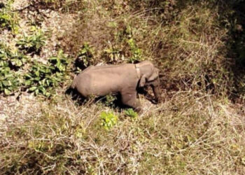 ബേലൂർ മഖ്ന വീണ്ടും ജനവാസമേഖലയിൽ; കബനി പുഴ നീന്തിക്കടന്ന് എത്തി; ജാഗ്രതാ നിർദ്ദേശം