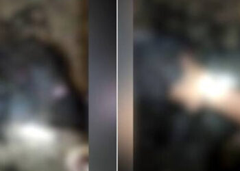 പുൽപ്പള്ളിയിൽ വീണ്ടും കടുവ; പശുക്കിടാവിനെ കടിച്ചുകൊന്നു