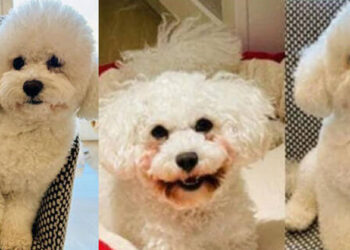 ഇരുപത്തിരണ്ട് ലക്ഷം രൂപ പാരിതോഷികം ; ഈ ഫോട്ടയിലുള്ള നായക്കുട്ടിയെ കണ്ട് പിടിച്ച് തരുന്നവര്‍ക്ക്