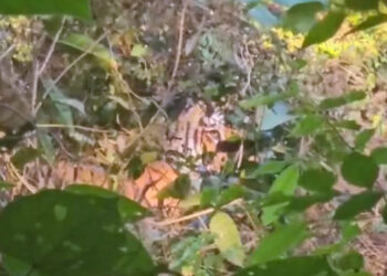 കണ്ണൂരിൽ നിന്നും പിടികൂടിയ കടുവയെ തിരികെ കാട്ടിലേക്ക് വിടില്ല ; വ്യക്തമാക്കി ഡി എഫ് ഒ