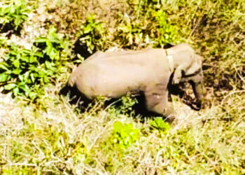 വയനാട്ടിൽ ഒരാളെ കൊലപ്പെടുത്തിയ കാട്ടാന ബേലൂർ മഖ്ന കർണാടകയുടെ ഉൾവനത്തിലേക്ക് ; പിടികൂടൽ അസാധ്യമാകുമെന്ന് സൂചന