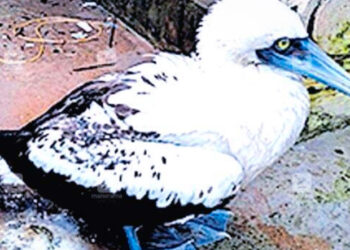 അഴീക്കൽ തീരത്ത് നീലമുഖി കടൽവാത്ത ; അപൂർവമായി മാത്രം കരയിലെത്തുന്ന പക്ഷിയെ ഏറ്റെടുത്ത് വനം വകുപ്പ്