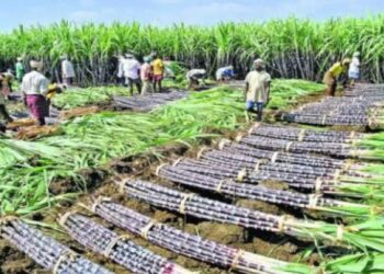 കരിമ്പ് കർഷകർക്ക് കൈത്താങ്ങായി കേന്ദ്ര സർക്കാർ; വില ക്വിൻ്റലിന് 340 രൂപയായി ഉയർത്തി