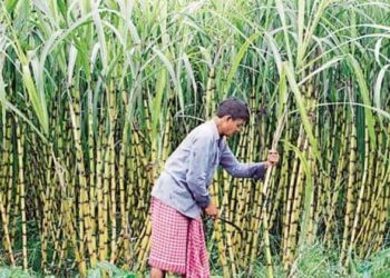 മോദിയുടെ ഗ്യാരൻറി; കരിമ്പിന്റെ താങ്ങുവില കൂട്ടി; ക്വിന്റലിന് വില 315 രൂപയിൽ നിന്നും 340 ലേക്ക്