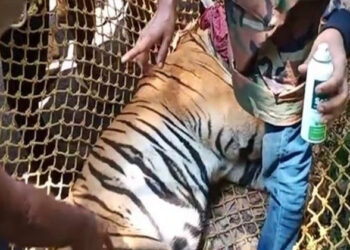 കണ്ണൂരിൽ പിടികൂടിയ കടുവ ചത്തത് അണുബാധ കാരണം; സമ്മർദ്ദവും മരണകാരണമെന്ന് റിപ്പോർട്ട്