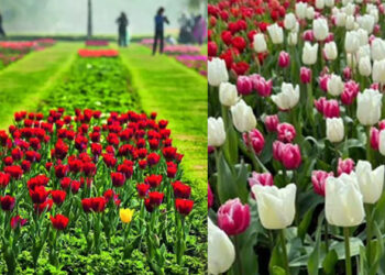 ട്യൂലിപ് പുഷ്പങ്ങൾ കാണണോ…? ഡൽഹിയിലും കശ്മീരിലുമൊന്നും പോവേണ്ട; ഒന്ന് മസനഗുഡി വഴി ഊട്ടിയിൽ പോയാൽ മതി; സന്ദർശകരുടെ മനം കവർന്ന് പുഷ്പമേള