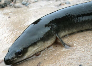 കഠിനമായ വയറ് വേദന;യുവാവിന്റെ വയറ്റിൽ നിന്നും പുറത്തെടുത്തത് ജീവനുള്ള ആരൽ മത്സ്യത്തെ