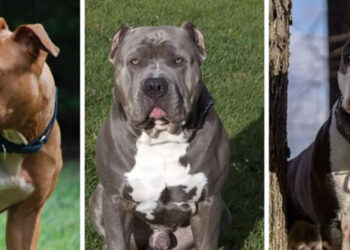 മനുഷ്യ ജീവന് ഭീഷണി; അപകടകാരികളായ നായകളെ നിരോധിച്ച് കേന്ദ്ര സർക്കാർ ; നിരോധനം ഇരുപതിൽ കൂടുതൽ നായകളെ