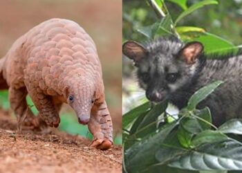 കർഷകരുടെ ശത്രു,മരപ്പട്ടിയെ കുറിച്ച് നിങ്ങൾക്ക് എന്തറിയാം?; ഈനാമ്പേച്ചിയെ പോലെ വംശനാശം നേരിടുന്ന ജീവിയാണോ ഇതും?