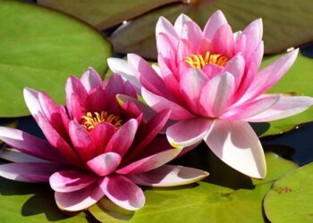 താമരയ്ക്ക് കൈ വളം; ഇപ്പോൾ ഇതാണ് താരം; ഒന്ന് ശ്രമിച്ചാൽ വീട്ടിലും വിരിയും; ഇക്കാര്യങ്ങൾ ശ്രദ്ധിക്കൂ