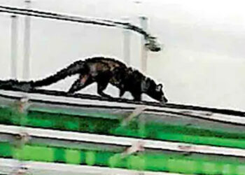 കളമശ്ശേരി മെട്രോ സ്‌റ്റേഷനിൽ മരപ്പട്ടി കുടുങ്ങി