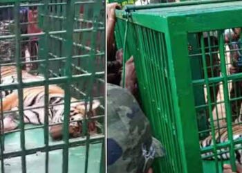 കണ്ണൂരിൽ ഭീതി പടർത്തിയ കടുവയെ മയക്കുവെടി വച്ച് പിടികൂടി