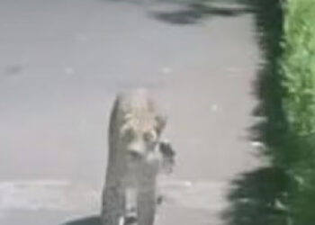 നെല്ലിയാമ്പതിയിലെ ജനവാസമേഖലയിൽ പുലിയിറങ്ങി