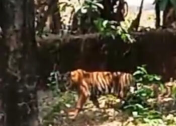 കണ്ണൂരിൽ പട്ടാപ്പകൽ വീട്ടുമുറ്റത്ത് കടുവ; ദൃശ്യങ്ങൾ പുറത്ത്; പ്രദേശത്ത് നിരോധനാജ്ഞ