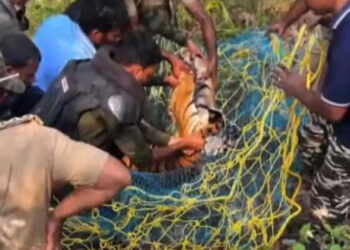 മയക്കുവെടിവച്ച് പിടികൂടിയ കടുവ ചത്തു