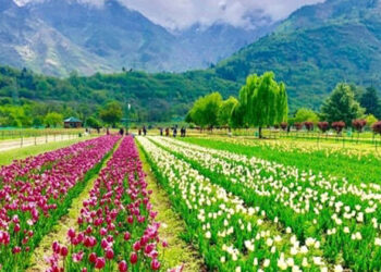 ശ്രീനഗറിൽ വീണ്ടും ട്യൂലിപ്പ് വസന്തം; സന്ദർശകർക്കായി ഏഷ്യയിലെ ഏറ്റവും വലിയ പൂന്തോട്ടം തുറന്നു