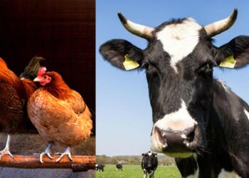 ഗ്രാമങ്ങളാകുമ്പോൾ കോഴി കൂവും പശു അമറും, അതിനൊന്നും കേസെടുക്കാൻ പറ്റില്ല; നിയമം തന്നെ പാസാക്കി രാജ്യം