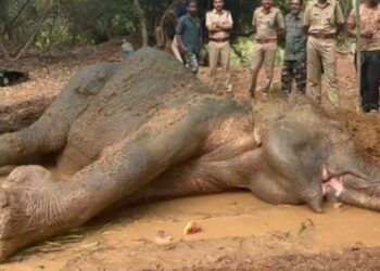 മലമ്പുഴയിൽ പരിക്കേറ്റ് അവശനിലയിലായ കാട്ടാനയുടെ ആരോഗ്യനിലയിൽ മാറ്റമില്ല; ആനയെ ഇന്നും പരിശോധിക്കും