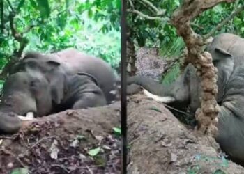 തെങ്ങ് മറിച്ചിട്ടപ്പോള്‍ വൈദ്യുതി ലൈനിൽ നിന്ന് ഷോക്കേറ്റു; കാപ്പിത്തോട്ടത്തിനുള്ളിൽ കാട്ടാന ചരിഞ്ഞ നിലയിൽ