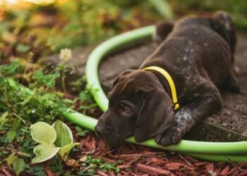 സമ്മർദ്ദത്തിലാകുമ്പോൾ സസ്യങ്ങൾ നിലവിളിക്കുന്നു, മനുഷ്യന് കേൾക്കാനാകാത്ത മൃഗങ്ങൾ കേൾക്കുന്ന സസ്യ ശബ്ദങ്ങൾ പിടിച്ചെടുത്ത് ഇസ്രായേലി ശാസ്ത്രജ്ഞർ