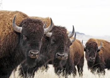 കാലാവസ്ഥാ വ്യതിയാനത്തിനെതിരെ കാട്ടുപോത്തുകൾ; 20 ലക്ഷം കാറുകൾ ഒരു വർഷം പുറംതള്ളുന്ന കാർബൺ ഇല്ലാതാക്കും; പഠനം പറയുന്നത് ഇങ്ങനെ