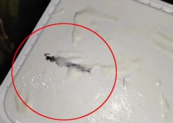 ഓൺലൈനിൽ അമൂൽ ഐസ്‌ക്രീം ഓർഡർ ചെയ്തു; തുറന്ന് നോക്കിയപ്പോൾ പഴുതാര