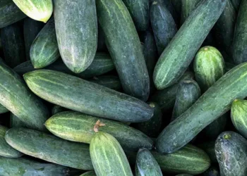 സാൽമൊണല്ല ബാക്ടീരിയയുടെ സാന്നിദ്ധ്യം; സാലഡ് വെള്ളരി കഴിച്ച 162 പേർ ആശുപത്രിയിൽ 