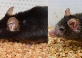 ഇനി പ്രായമാകുന്നത് തടയാം; അത്ഭുത മരുന്ന് വികസിപ്പിച്ച് ഗവേഷകർ; എലികളിൽ പരീക്ഷണം വൻ വിജയം