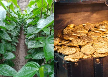 ഈ ഇല നിങ്ങളുടെ പണപ്പെട്ടിയിൽ സൂക്ഷിക്കൂ…; വീട്ടിൽ സമ്പത്ത് കുമിഞ്ഞ് കൂടും