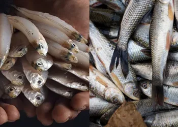 മീൻ കേടുകൂടാതെ ഫ്രിഡ്ജിൽ ഇരിക്കണോ , അതും ഒരു മാസം വരെ … ;ഇതാ ഒരു സിമ്പിൾ ടിപ്പ്