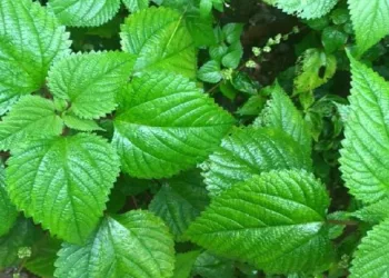 ഇത്തിരി ചൊറിഞ്ഞാലെന്താ കൊടിത്തൂവ കളയല്ലേ ഔഷധഗുണങ്ങൾ അറിഞ്ഞാൽ കൃഷി ചെയ്താലോയെന്ന് തോന്നും, ചായ മുതൽ തോരൻ വരെ ഉണ്ടാക്കാം