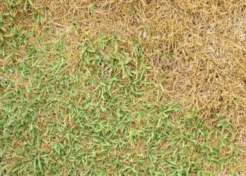 കുനിഞ്ഞ് നിന്ന് കഷ്ടപ്പെടേണ്ട; കൂലി കെടുത്ത് കീശ കാലിയാകില്ല; ഈ മൂന്ന് ചേരുവ കൊണ്ടൊരു പ്രയോഗം മാത്രം മതി;തൊടിയിലെ പുല്ല് കരിയ്ക്കാം