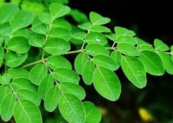 മുരിങ്ങയില ചില്ലറക്കാരനല്ല, ഗുണങ്ങൾ പലതാണ് ; എന്നാൽ കർക്കിടക്കത്തിൽ മുരിങ്ങയില കഴിക്കരുത് ; കാരണമിത്