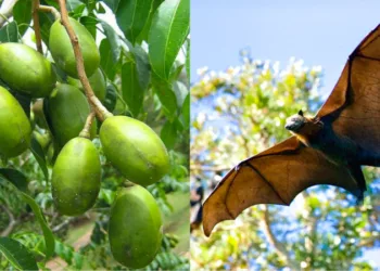 വില്ലനായത് അമ്പഴങ്ങയോ? നിപ ബാധയിൽ പ്രാഥമിക ഉറവിടത്തെ കുറിച്ച് സൂചന