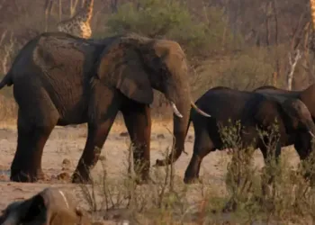 പട്ടിണി..വരൾച്ച…അറുത്തുമുറിച്ച് ഭക്ഷണമാക്കാൻ പോകുന്നത് 83 ആനകൾ,60 കാട്ടുപോത്തുകൾ,ഉൾപ്പെടെ 723 വന്യജീവികളെ; ഗത്യന്തരമില്ലാതെ തീരുമാനം കൈകൊണ്ട് രാജ്യം
