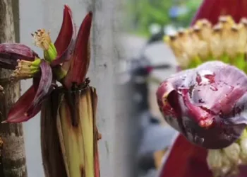 കൊന്നാലും ചാവൂലടാ…; മൂടോടെ പിഴുതാലും കുലയ്ക്കും; വൈറലായി കണിക്കൊന്ന ബസ് സ്‌റ്റോപ്പിലെ വാഴ