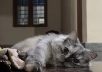 കികിയെ കണ്ടവരുണ്ടോ… വളർത്തുപൂച്ചയെ കണ്ടുപിടിച്ചു നൽകുന്നവർക്ക് മുപ്പതിനായിരം രൂപ പാരിതോഷികം