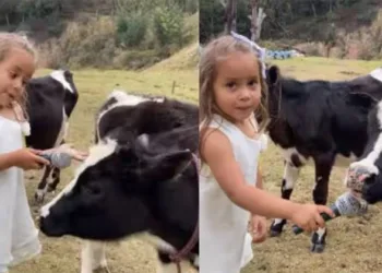 കുട്ടി ജേണലിസ്റ്റ്; പശുവെങ്കിൽ പശു, മൈക്ക് നീട്ടി കുട്ടി, പ്രതികരിച്ച് പശുവും ; വീഡിയോ ഏറ്റെടുത്ത് സോഷ്യൽ മീഡിയ