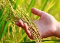 ചിങ്ങ രവിസംക്രമം; അതിവിശിഷ്ടം ഈ സമയം;കൊല്ലവർഷം 1200-ാം ആണ്ട്