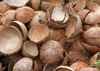 എടാ ചിരട്ടേ….പ്രമേഹത്തിനുള്ള മരുന്ന് മുതൽ നരയ്ക്കുള്ള ഡൈ വരെ,മുഖസൗന്ദര്യത്തിനും സൂപ്പർ; അറിഞ്ഞില്ല ആരും പറഞ്ഞില്ല