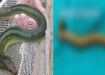 മലദ്വാരത്തിലൂടെ ഈലിനെ കയറ്റി; പുറത്തുവരാതിരിക്കാൻ നാരങ്ങയും തിരുകി; യുവാവിന്റെ സാഹസികതയിൽ ഞെട്ടി ഡോക്ടർമാർ