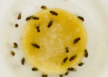 അല്‍പ്പം വിനാഗിരിയും ഡിഷ് വാഷും മതി; പഴയീച്ച പമ്പകടക്കും