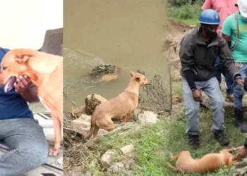 ഇന്നും മഴ കാണുമ്പോൾ അവൾ ചെവിതാഴ്ത്തിയിരിക്കും; പെട്ടിമുടി ഇന്നും അവന്റെ ഓർമയിലുണ്ടാകാം; കുവി ഇന്ന് ‘കൃഷ്ണകൃപ’യിലെ പൊന്നോമന