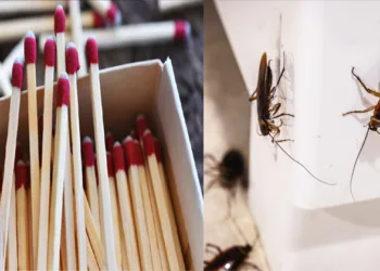 നാലോ അഞ്ചോ തീപ്പെട്ടിക്കൊള്ളി മതി; അറിയാതെ പോവല്ലെ ഈ ഉപായം; പാറ്റയും ഈച്ചയും വീട്ടിൽ നിന്നും പറപറക്കും