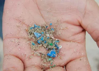 ഭക്ഷണത്തില്‍ ഒളിച്ചിരിക്കുന്ന മൈക്രോപ്ലാസ്റ്റികിനെ വീട്ടില്‍ വെച്ച് തന്നെ കണ്ടെത്താം, ചെയ്യേണ്ടതിങ്ങനെ